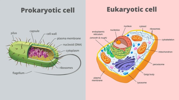 Prokaryote and eukaryote cells pogil