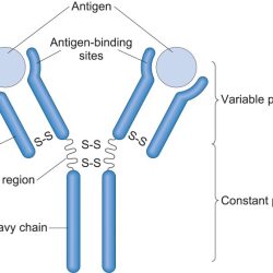 Igg antibody immunoglobulin monoclonal schematic mab cdrs fab mabs chimeric hinge rituximab ch2 ch3