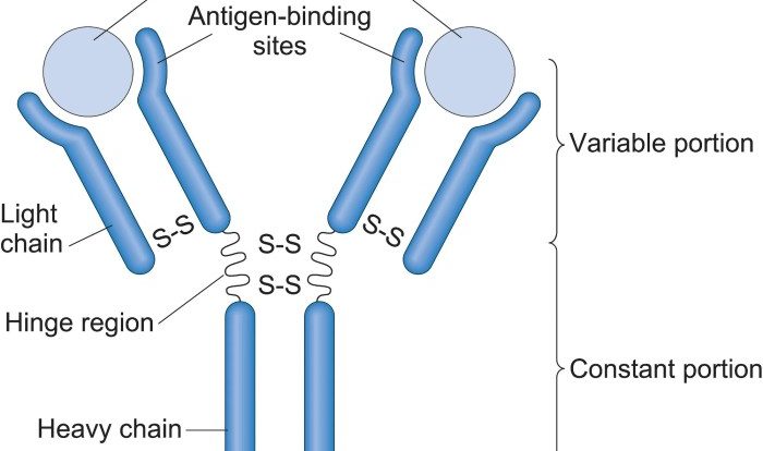 Igg antibody immunoglobulin monoclonal schematic mab cdrs fab mabs chimeric hinge rituximab ch2 ch3