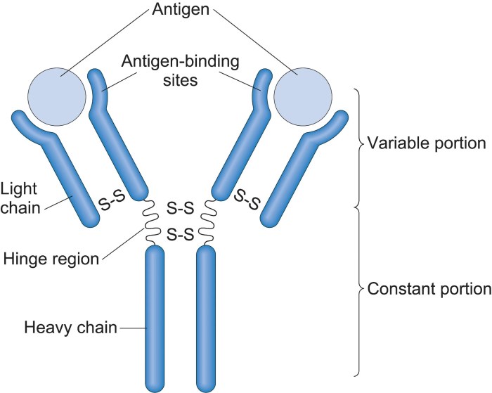 Igg antibody immunoglobulin monoclonal schematic mab cdrs fab mabs chimeric hinge rituximab ch2 ch3