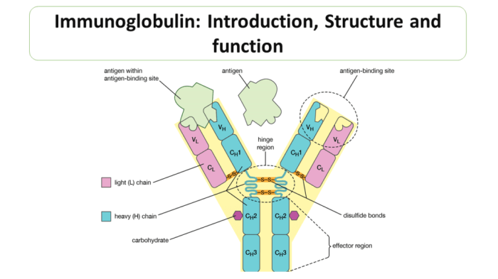 Label the parts of the immunoglobulin