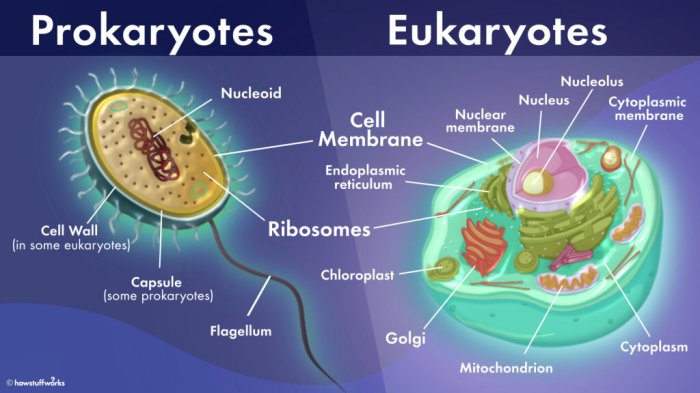 Prokaryote and eukaryote cells pogil