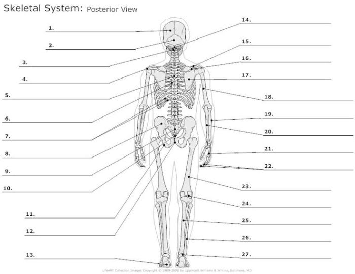 Skeletal system quiz with answers pdf