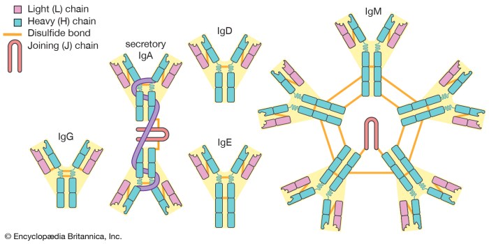 Label the parts of the immunoglobulin