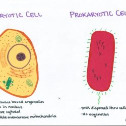 Prokaryotic cellular life cell eukaryotic vs click chapter nucleus ppt powerpoint presentation theory endosymbiotic organelles bound membrane