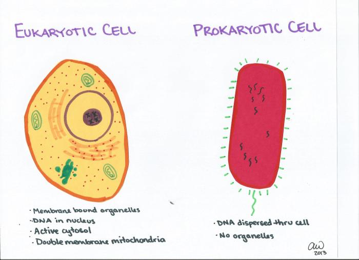 Prokaryotic cellular life cell eukaryotic vs click chapter nucleus ppt powerpoint presentation theory endosymbiotic organelles bound membrane