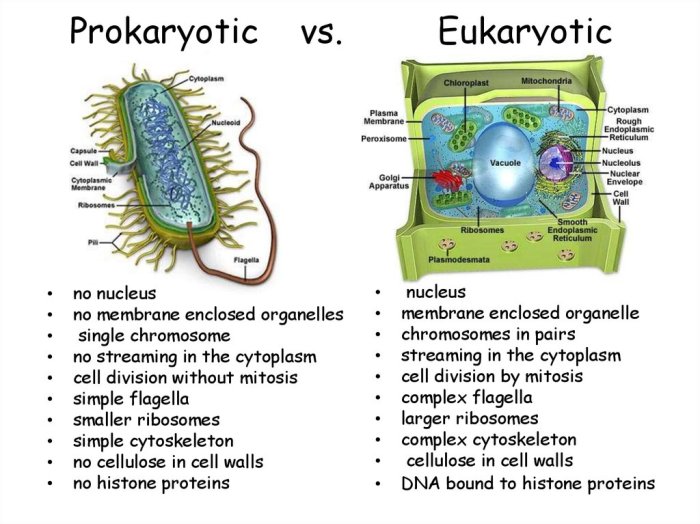 Prokaryote and eukaryote cells pogil