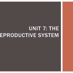 The reproductive system chapter 16 answer key