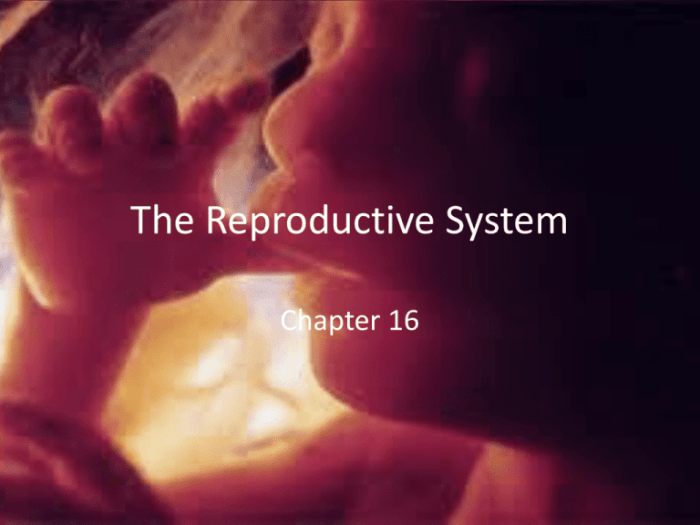 The reproductive system chapter 16 answer key