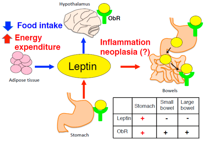 Leptin therapist weightloss