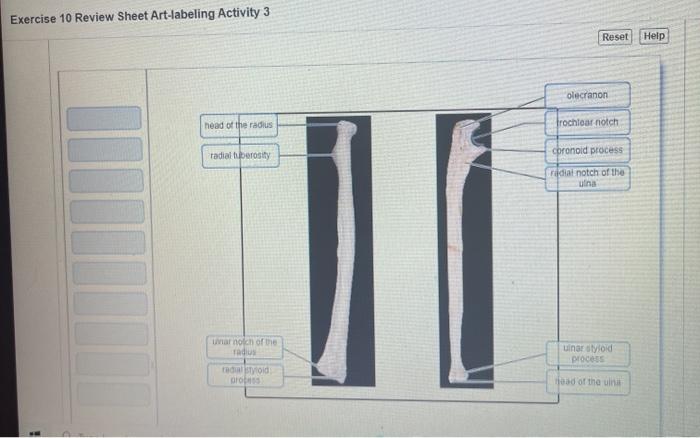 Exercise 10 review sheet art-labeling activity 9