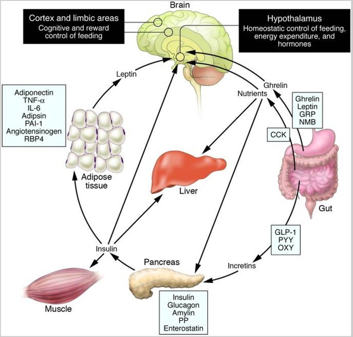 Leptin importance hormone protein resistance diet body modulates adipose tissues also size obese ob